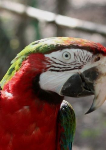 Papago Park Červar